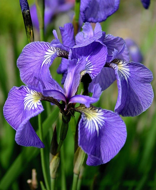 ирис сибирский