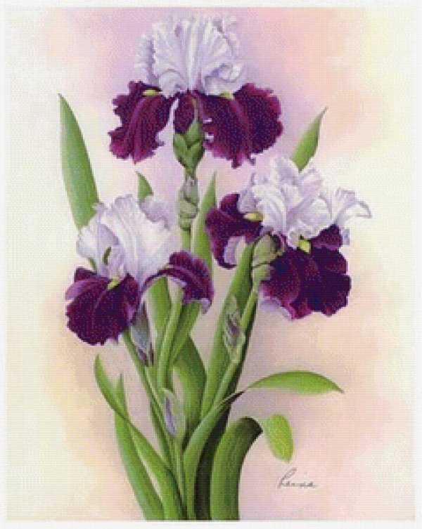 картины с ирисами