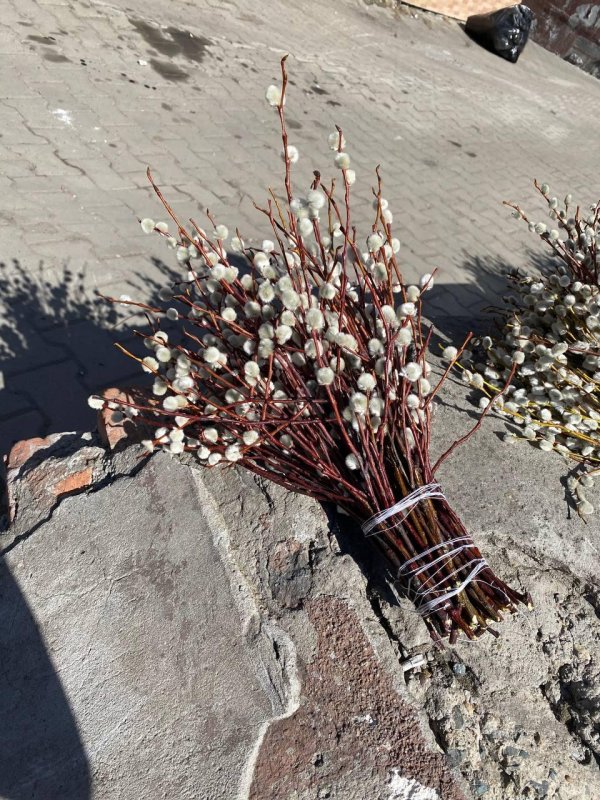 букет вербы