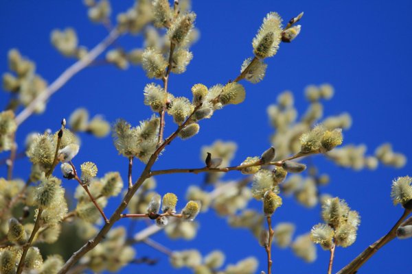 ветка вербы