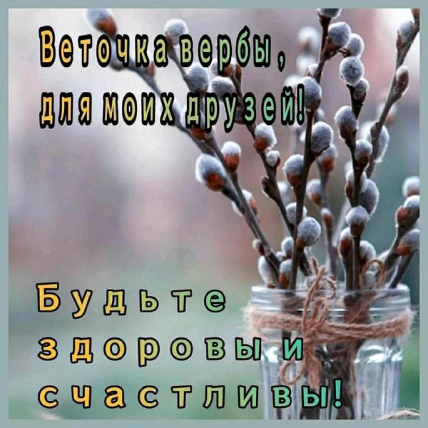 ветка вербы