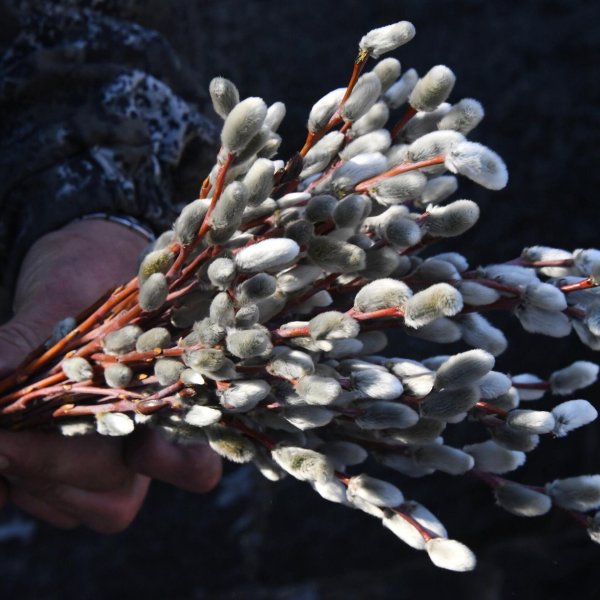 ветка вербы