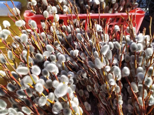 букет вербы