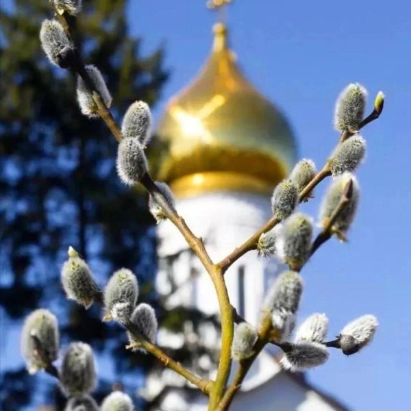 верба вербное