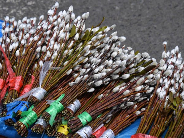 букет вербы