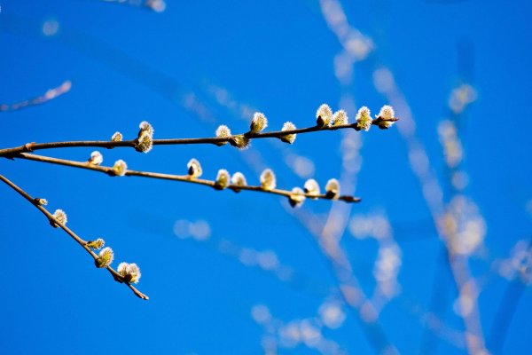 весенние веточки