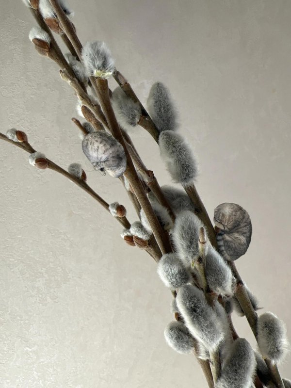 цветение вербы