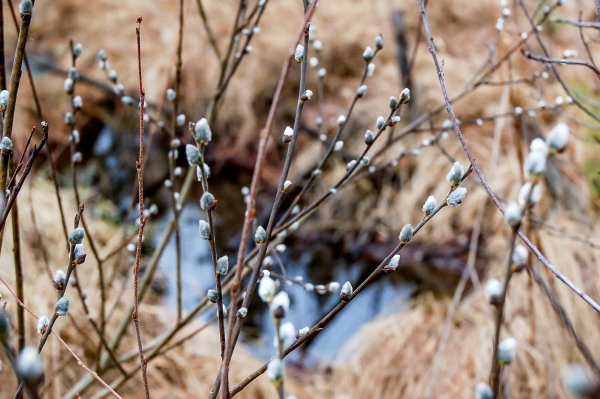 цветение вербы