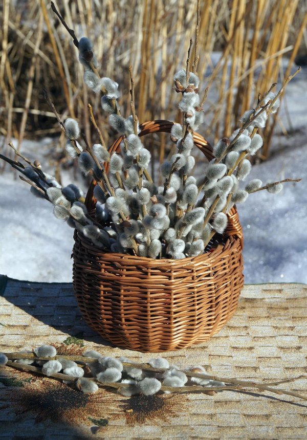 верба вербное