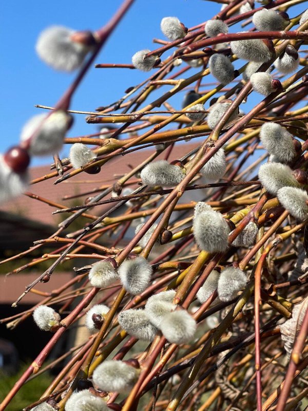 цветение вербы