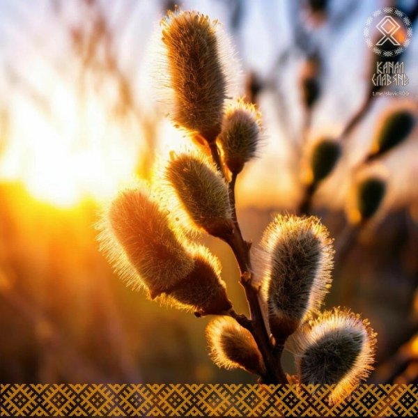 ветка вербы