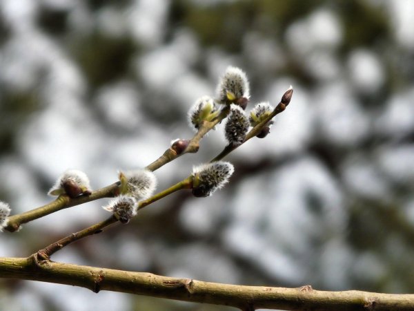 почки вербы