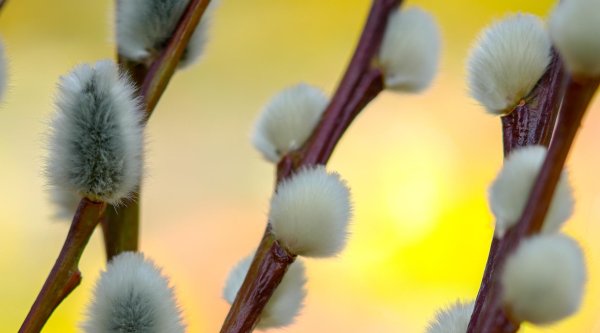 ветка вербы