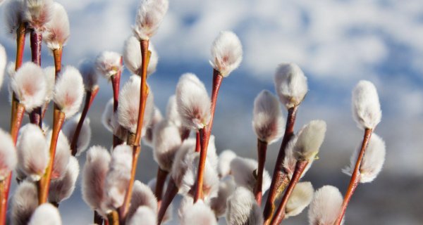цветение вербы