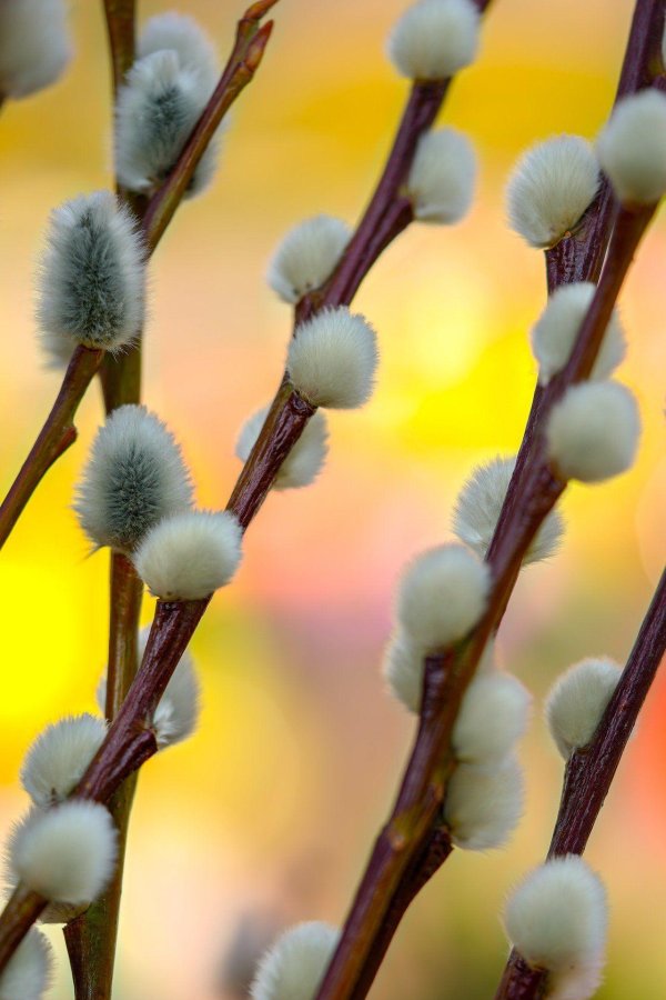 ветка вербы