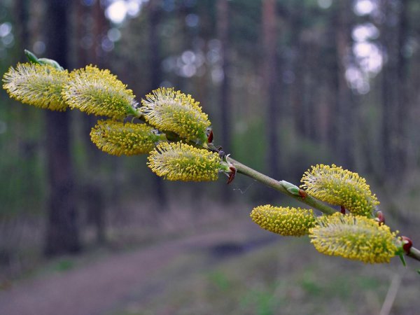 цветущая ива