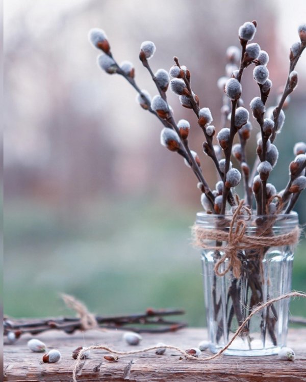 веточка вербы