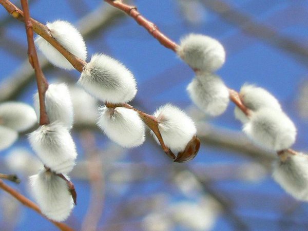 веточка вербы