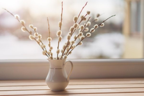 ветка вербы