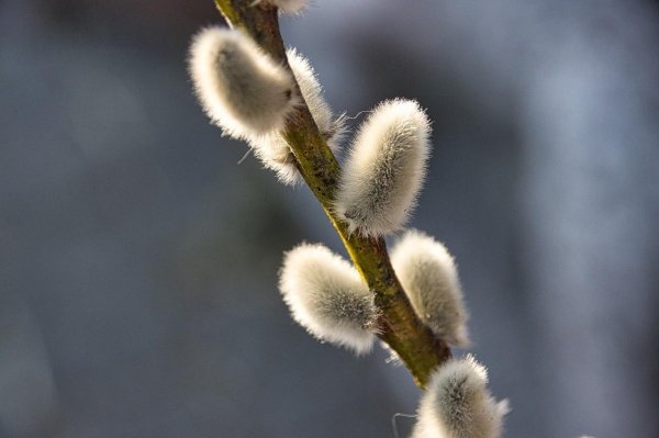 21 марта весенний солнцеворот вербоносица