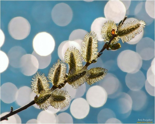 с вербным воскресеньем