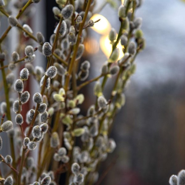 ветка вербы