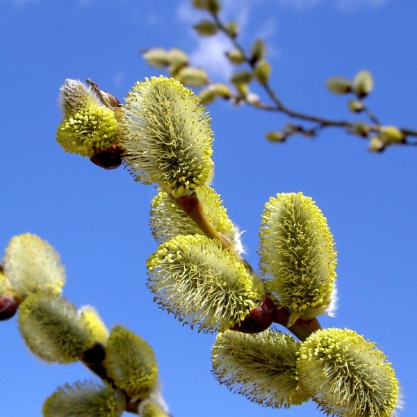 вербная неделя