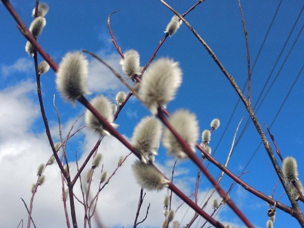 веточка вербы