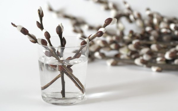 ветка вербы