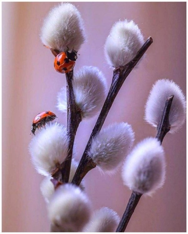 ветка вербы