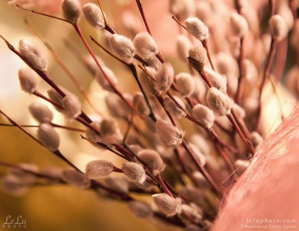 цветение вербы