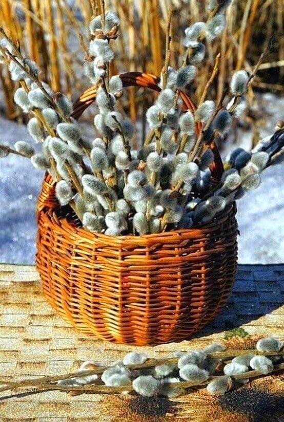 веточка вербы