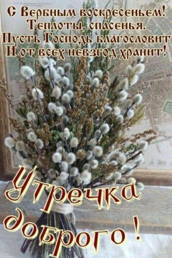 ветка вербы