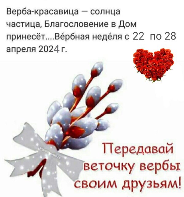 ветка вербы