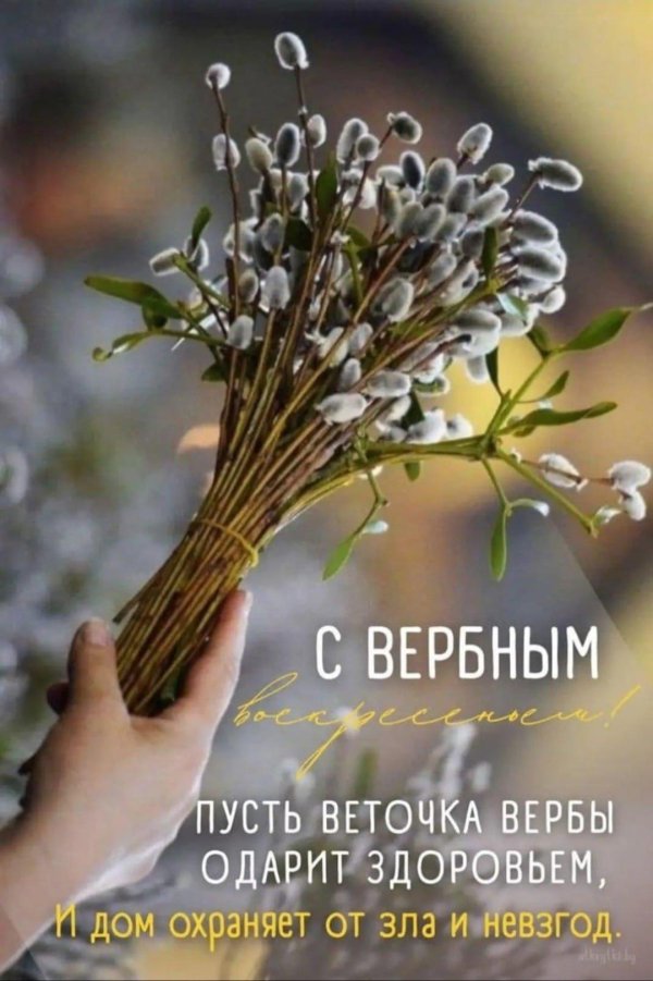 веточка вербы