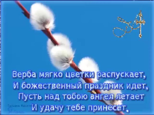 верба на вербное воскресенье