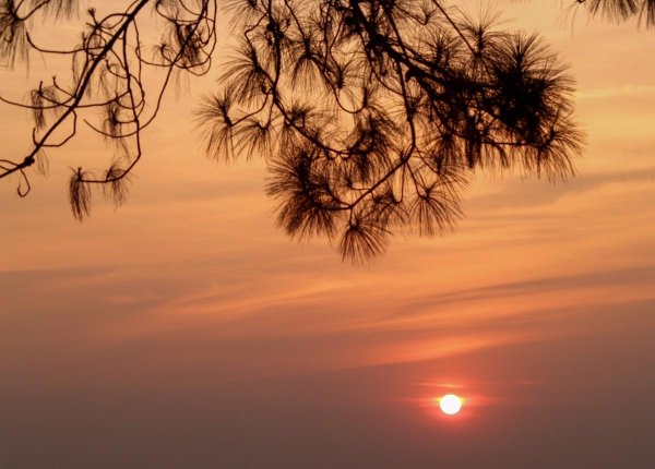 ветка на рассвете