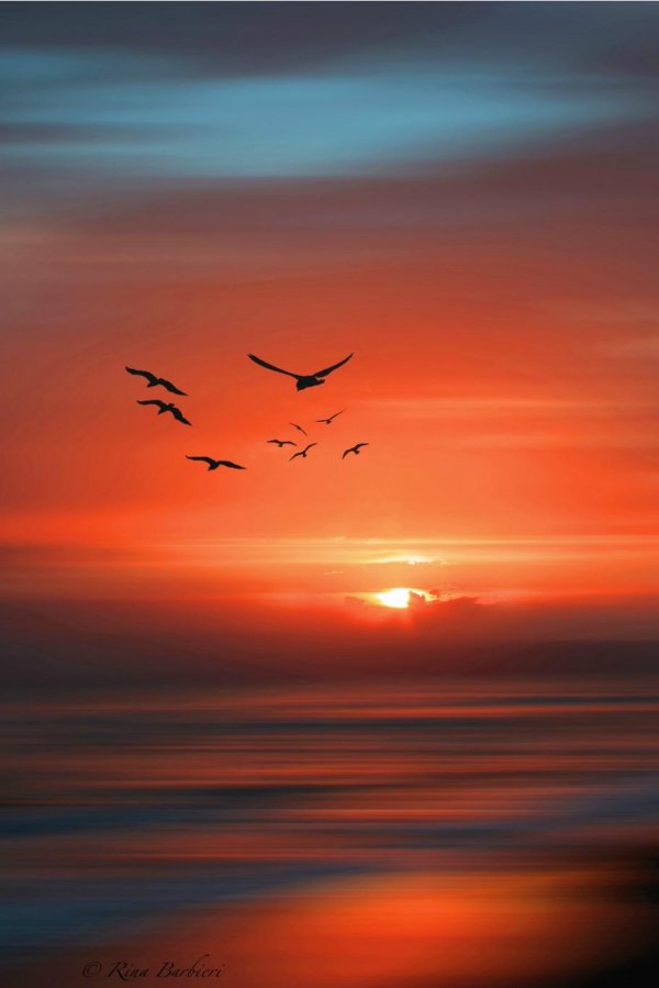 птицы на рассвете