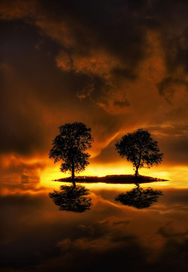 одинокое дерево на закате