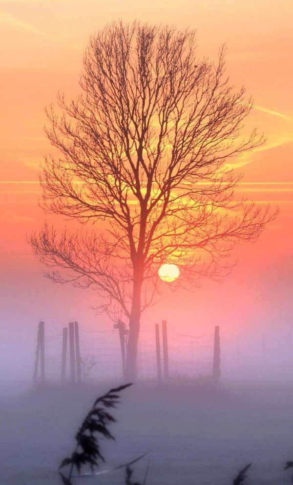 туманные пейзажи