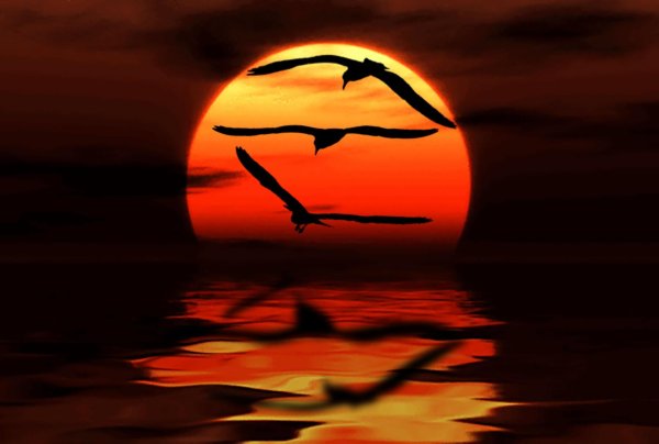 птицы на рассвете