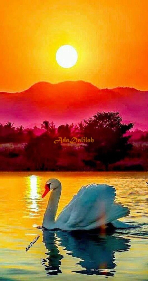 лебеди красивые