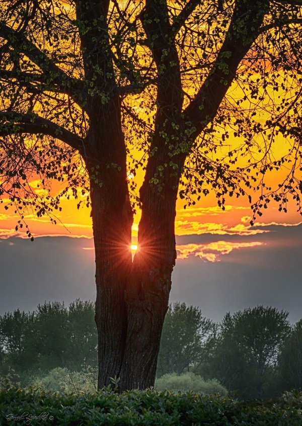 дерево солнце