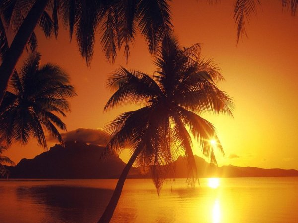 солнце пальмы