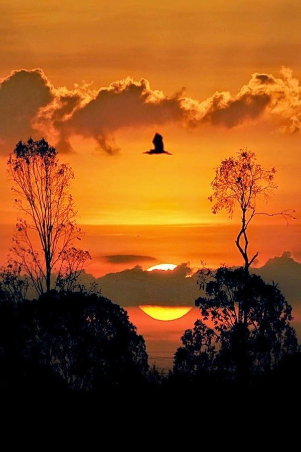 закат в лесу