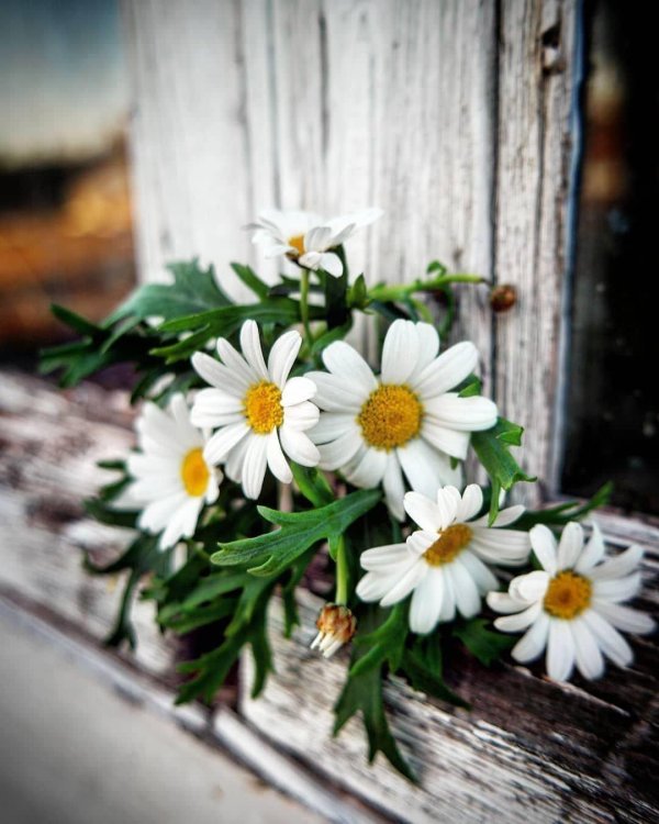 с ромашками