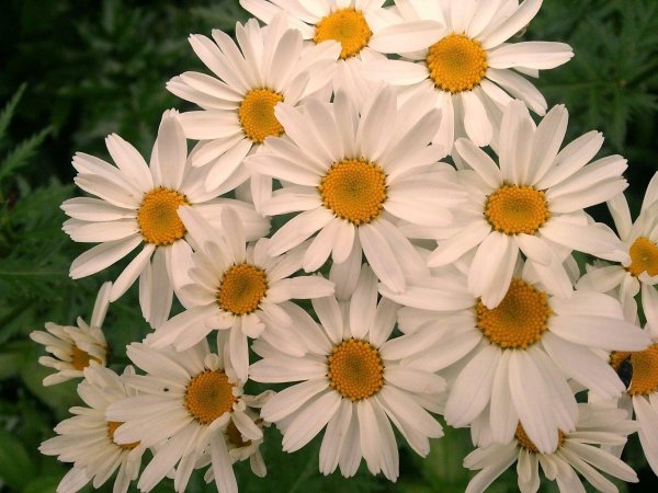 ромашка пиретрум