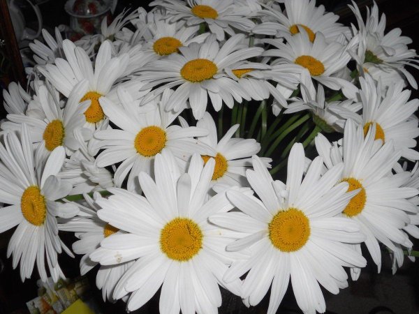 большие ромашки букет