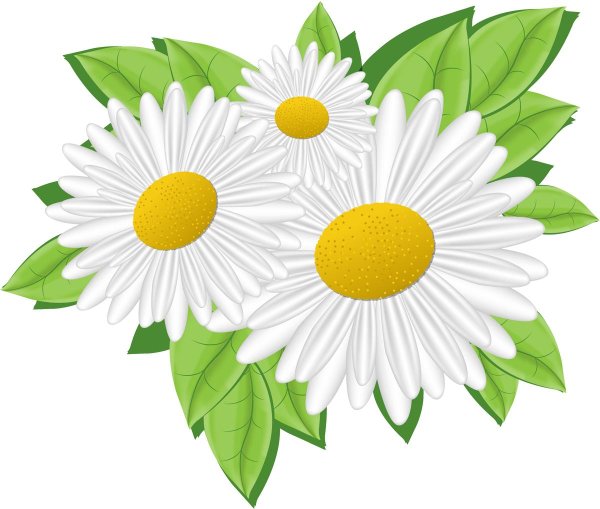 рисунки ромашки красивые