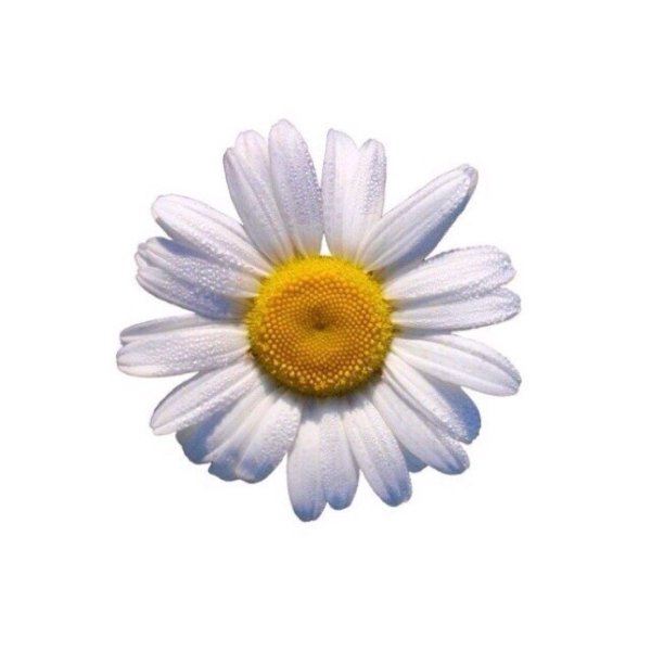 ромашки дейзи флауэр